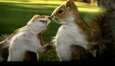Squirrels Get A Break In KitKat’s New Ad