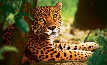 Animal Planet brings ‘Wild Brazil’