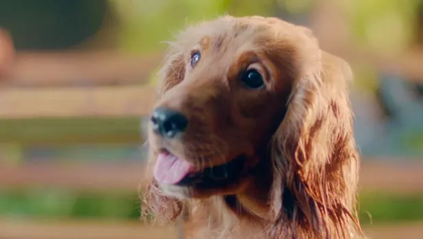 Canines star in Reliance General Insurance's free roadside assistance ad films