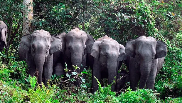 Epic to air ‘Jungle ke Baahubali’, showcase magnificence of India