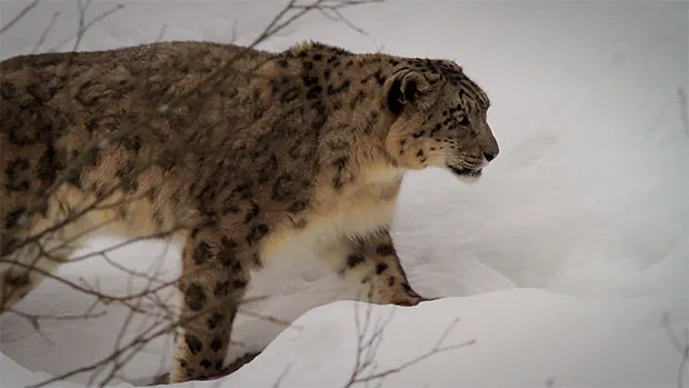 Animal Planet to air award-winning wildlife film ‘Gyamo - Queen of the mountains’